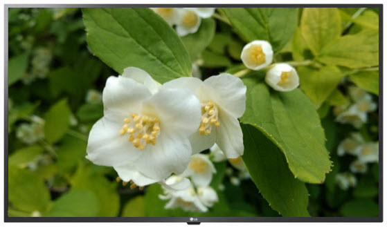 Телевизор LG 43UT640S