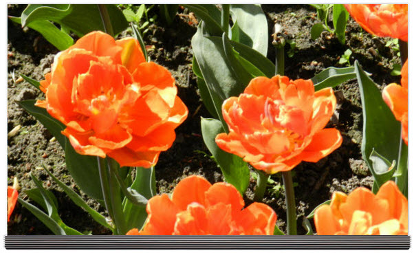 Телевизор LG OLED65G6V